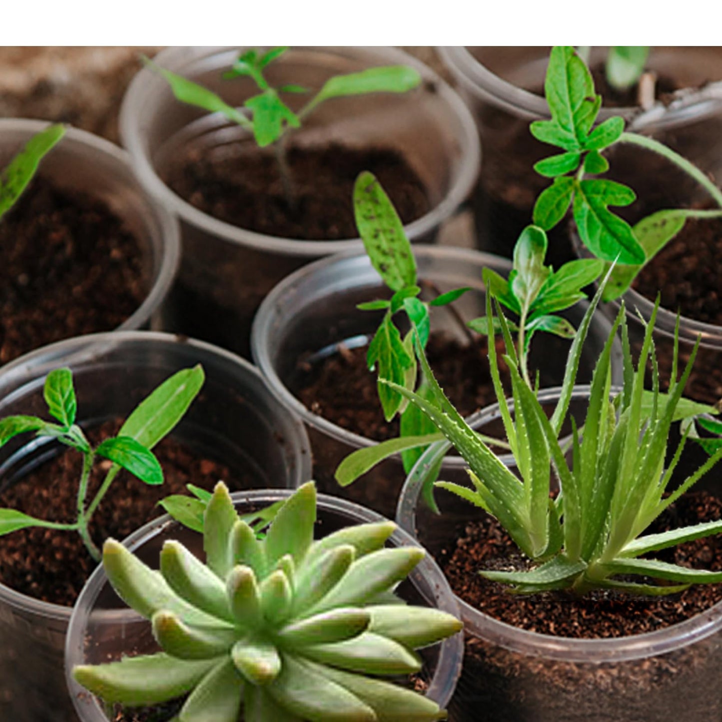 OUPSAUI 20 Pack 3.5 Inch Clear Nursery Pots for Plants, Clear Plastic Plant Pots with Drainage Holes, Flexible Nursery Pots Variety Pack, Seedling Planter Seed Starter Pots (3.5 Inch)