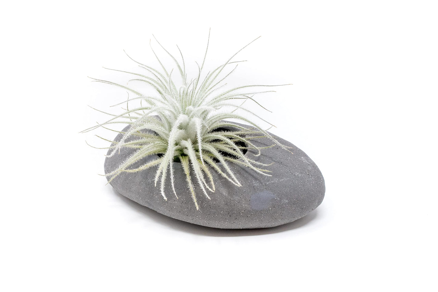 Air Plant Shop 25 Pack Rare Tectorum Ecuador Air Plants - Unique, Bright White, Nursery-Grown Tillandsia House Plant with Fuzzy Trichomes for Terrariums, Driftwood & Living Walls - Wholesale
