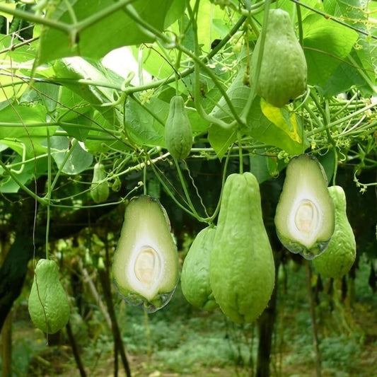Green Chayote Squash Vine Live Plant, Edible Vegetable Plant, 8-10 Inches Tall for Garden Planting