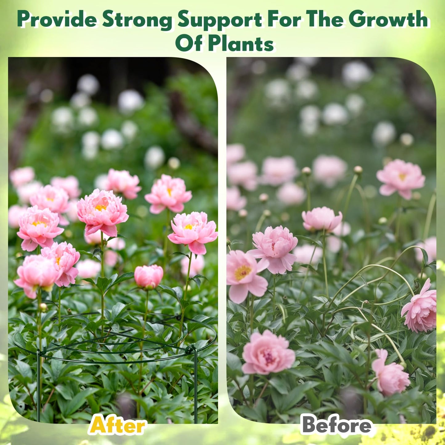 Geelin 6 Pcs Adjustable Peony Cages and Supports, 24 x 12 Inch / 9 x 12 Inch Metal Peony Support Cage, Large Plant Frame Rings for Garden Outdoor Plants Flowers Tomato Vegetables, Height Adjustable