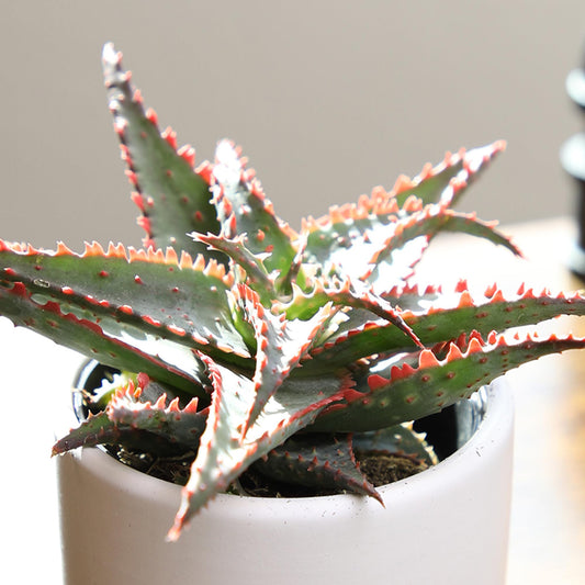 Altman Plants Star Aloe Rare Succulent Plant Decor, Low Maintenance Houseplant, Easy Plant Care, Includes White Decorative Planter, Assorted Varieties, Colors Vary, Live Succulents for Plant Lovers
