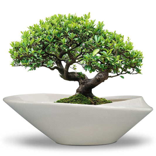 EPFamily 18 Inch Ceramic Bonsai Planter Pot with Drainage Hole, Glazed Large Plant Pot Succulent Planter for Indoor and Outdoor Plants Gray