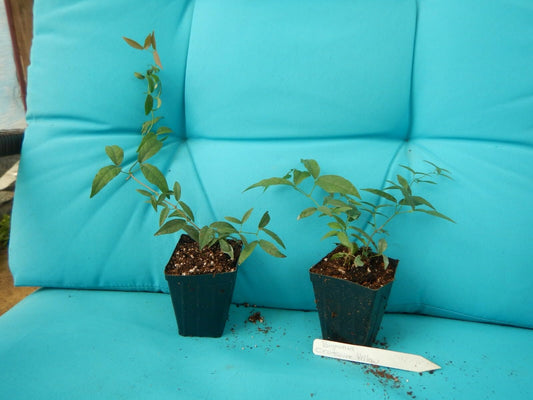 Live Plant - Bignonia Yellow Crossvine Rooted Starter Plant
