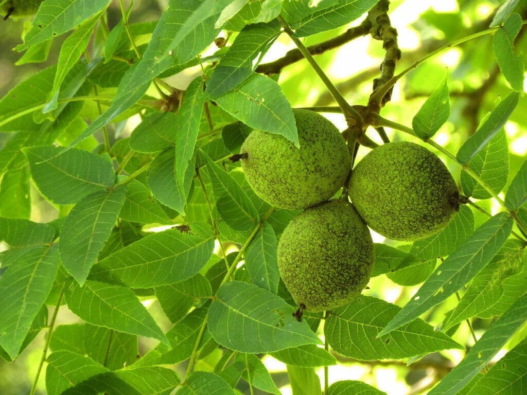 2 Black Walnut Trees - 10-18" Tall Nut-Bearing Live Plants - Fast Growing Tree Seedlings - Juglans Nigra - (2 Pack)