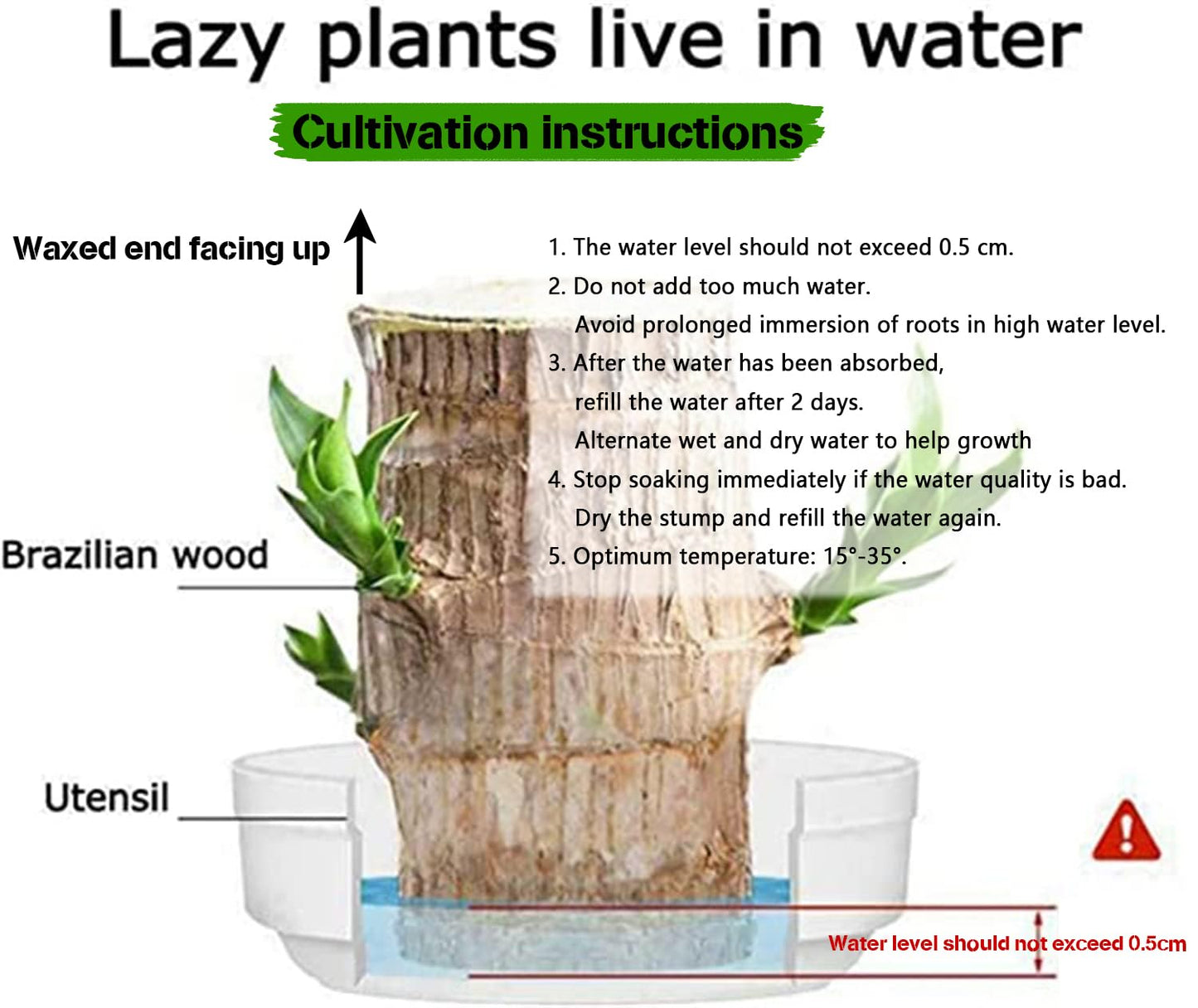Generic Brazilian Wood, Brazilian Wood Plant, Mini Good Luck Wood for Indoor, Brazilian Wood hydroponic Plant - Indoor Office Desktop Plantr