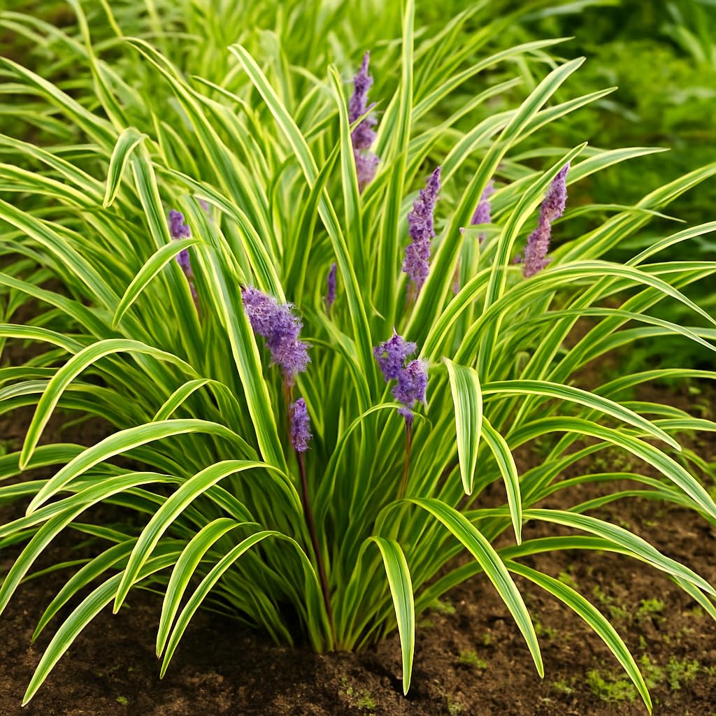 Perennial Farm Liriope M. 'Variegata' (Variegated Lilyturf) – Ornamental Grass in 4 Inch Pot, Lilac-Purple Flower Spikes, Variegated Green & Cream Foliage, Shade Tolerant, Great for Borders & Edging