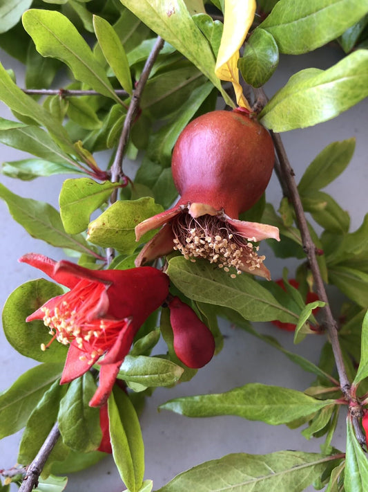 Live Plant - 4 Wonderful Pomegranate Cutting from Mature Plant