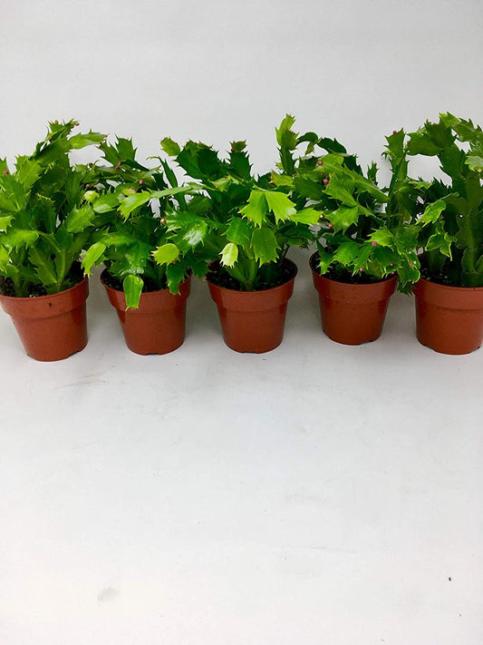 Christmas Cactus Party Plant - Zygocactus - 4" Pot Unique from Jmbamboo (2)