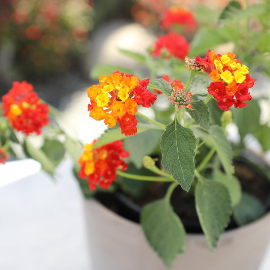 Multicolor Lantana Flowers (4 Pack), Easy Plant Care, Attracts Pollinators, Extended Bloom, Heat and Drought Tolerant, Real Flowers, Live Outdoor Flowering Plants