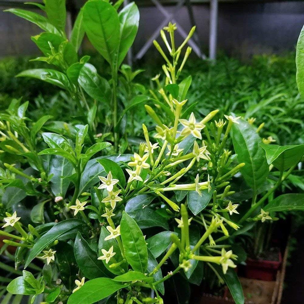 Night Blooming Jasmine I 10 Live Plants I Cestrum Nocturnum | Fragrant White Flowers for Evening Garden Bliss, Perfect for Container Gardening, Easy to Grow