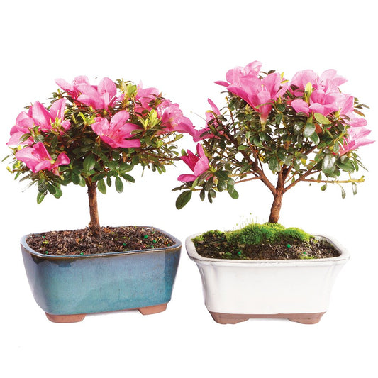 Brussel's Bonsai - Live Satsuki Azalea Bonsai Tree 2-Pack, Outdoor Flowering Bonsai Tree Live Plant, 5 Years Old, 5-8 Inches Tall, Twin Bonsai Set with Pots for Patio Garden (Small)