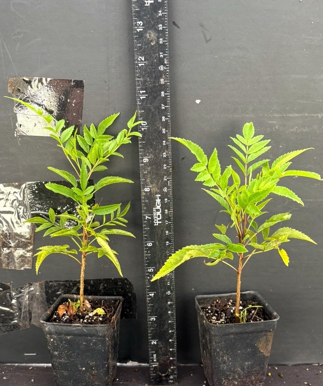 Live Plant - Cape Town Yellow Tecomariasmall Rooted Starter Planthummingbird Heaven