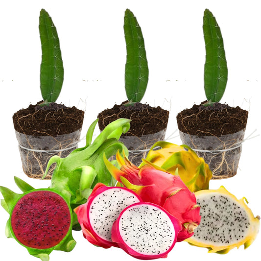 Set of 3 Random Dragon Fruit Plants Live, 4-7 Inches Tall, Tropical Dragonfruit Cactus Tree for Outdoor Spring Growing