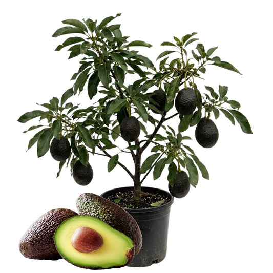 Avocado Tree Live 1-2 Ft Tall in 3 Gallon Pot, Grafted Avocado Tree for Outdoor Garden or Patio Planting, High Yield, Ready to Bear Fruits, No CA (Black Avocado)