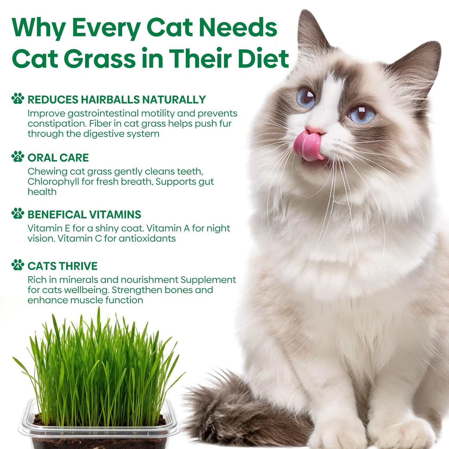 Groundio Cat Grass Seeds, All in 1 Cat Grass Growing Kit for Indoor Cats, Organic Wheat & Oat Seed with 98% High Germination Rate, Heirloom | Non-GMO | Coco Coir | BPA Free Container