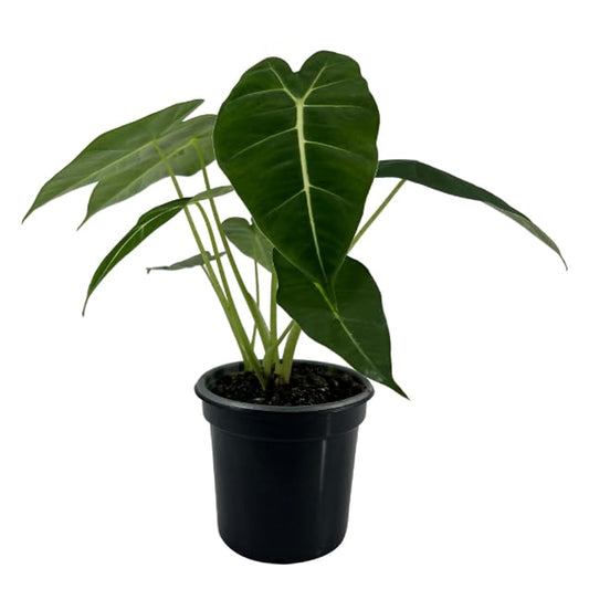 LEAL PLANTS ECUADOR Alocasia Micholitziana Exotic Green Velvet Zebra Plant | Live Indoor Houseplant | Elephant Ear Houseplant for Home Décor | Green Velvet Alocasia | Taro Plant