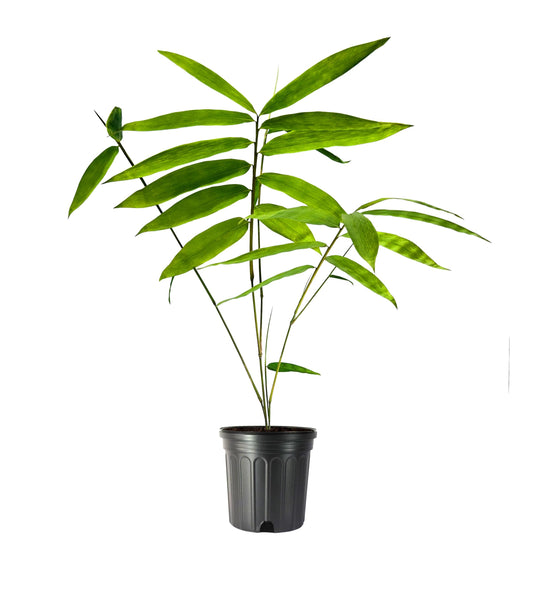 Dendrocalamus Giganteus Bamboo | 3 Large Trade Gallon Size Plants | Fast-Growing Privacy Screen | Giant Live Outdoor Greenery | Sustainable Garden Solution