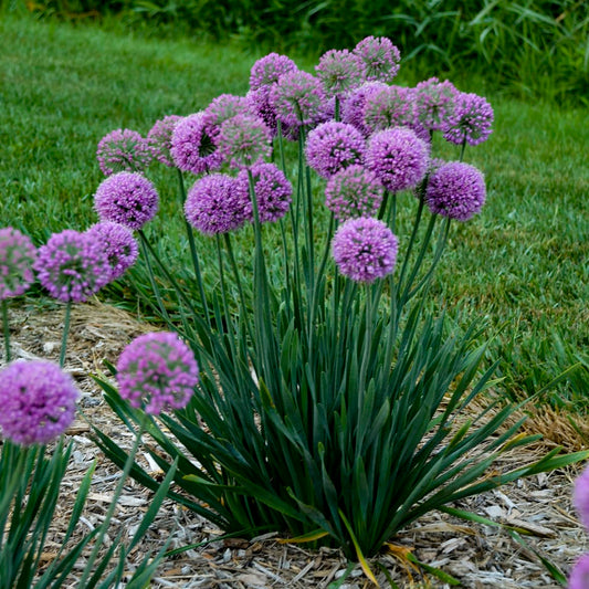 Live Plant from Green Promise Farms - Proven Winners, Allium 'Serendipity' Ornamental Onion, Rosy Purple Flowers - #1 Gallon Size Container