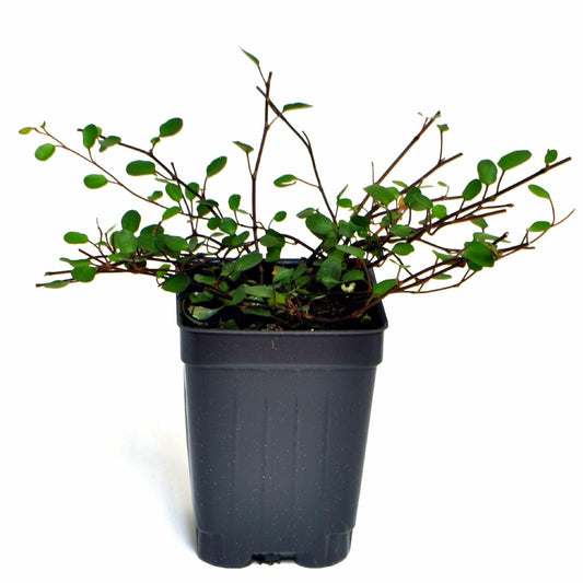 Muehlenbeckia complexa, Fairy Vine, Container Size: 3" (2.6x3.5)