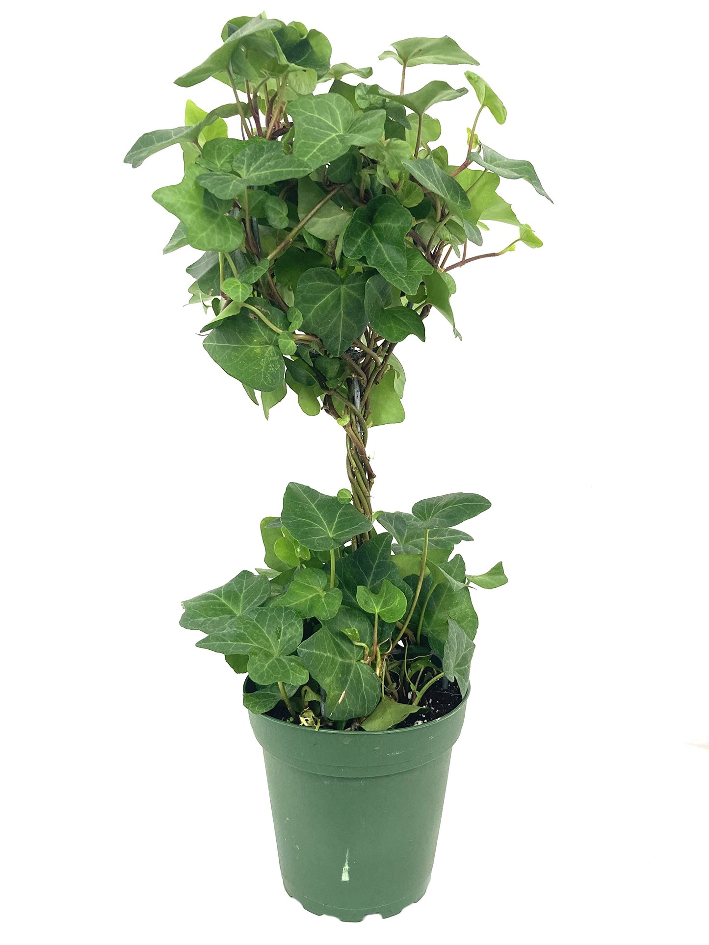 English Ivy Globe - 5 Live Plants in 4 Inch Pots - Hedera Helix - Florist Quality - Beautiful Easy Care Indoor Air Purifying Topiary Houseplant Vine