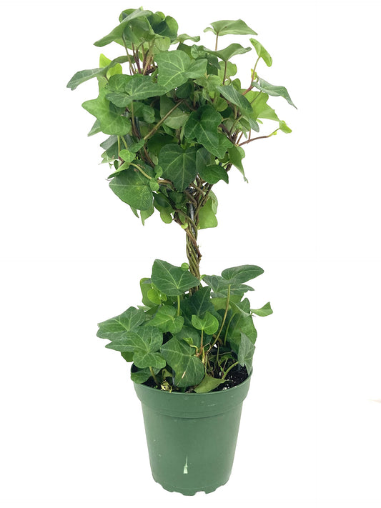 English Ivy Globe - 5 Live Plants in 4 Inch Pots - Hedera Helix - Florist Quality - Beautiful Easy Care Indoor Air Purifying Topiary Houseplant Vine