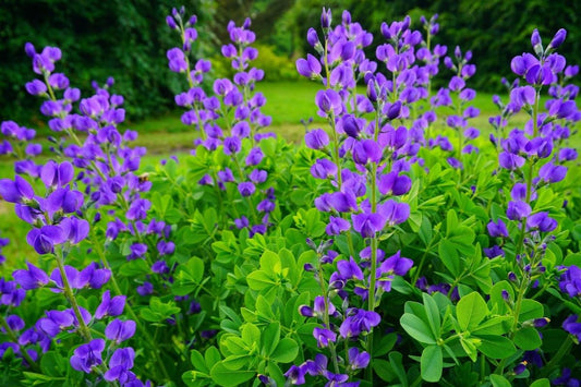 5 Blue False Indigo Bushes - 10-18" Tall Live Plants - Wild Indigo Flowering Perennial Shrubs - Low Maintenance Native Garden Seedlings - Baptisia Australis - (5 Pack)