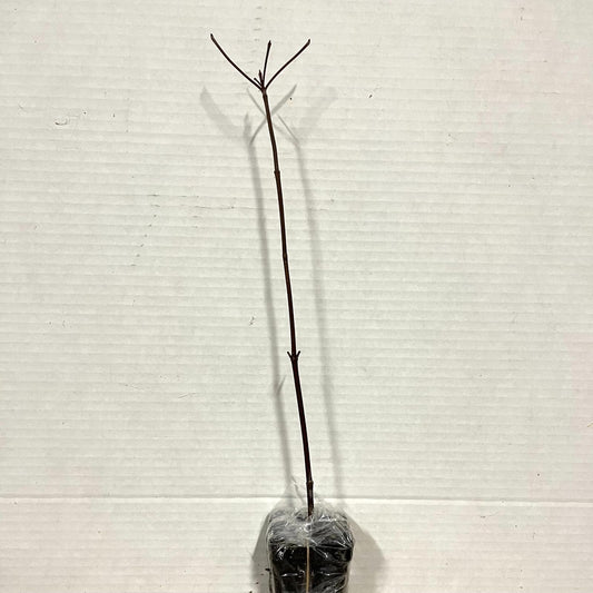 Live Plant - Dappled Willow Tree/Shrub/Bush - 6-12" Tall Seedling - Live Plant - 2.5" Pot