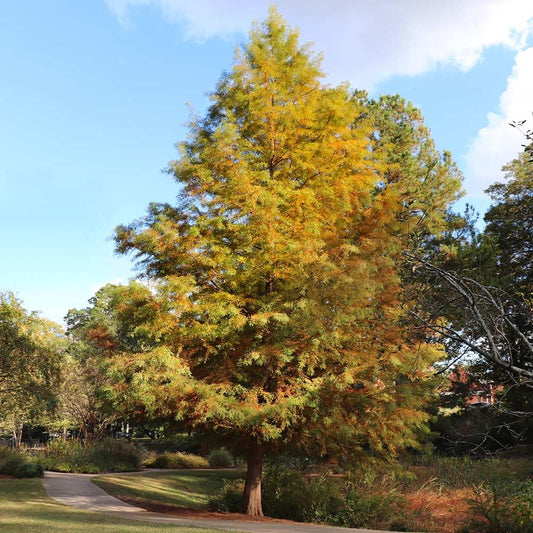 Brighter Blooms - Dawn Redwood Tree, 3-4 ft, No Shipping to AZ