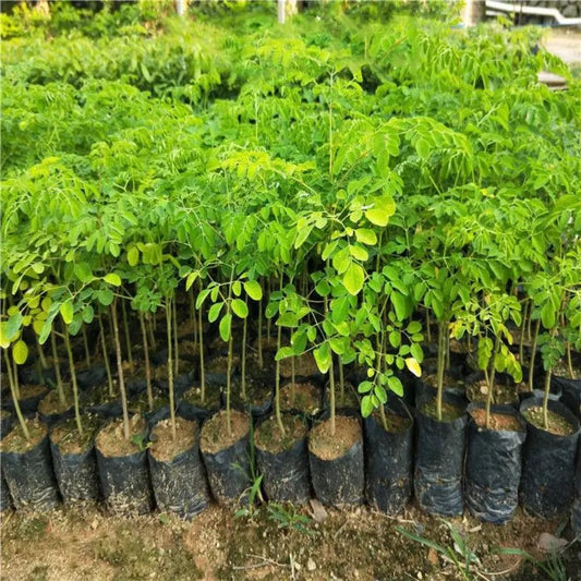 Live Malunggay Plant Potted, Moringa Oleifera Live Tree, 6-8" in Tall Drumstick Horseradish Trees Herb for Planting, 7 Months Old Tree