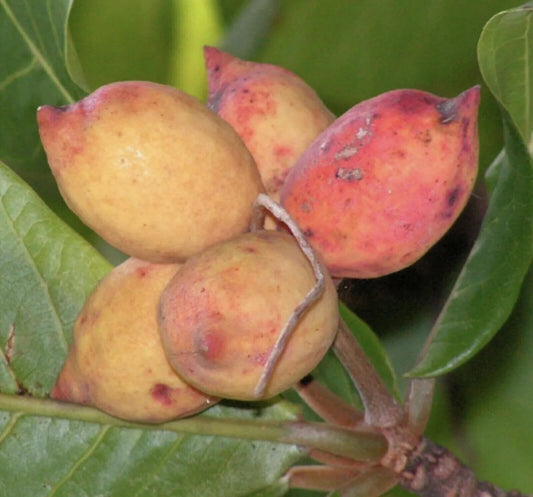 Live Plant - Indian Almond (Terminalia Catappa) Tropical Live Nut Tree Soft Shell