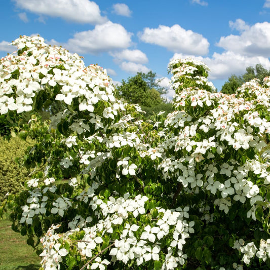Potted White Kousa Flowering Dogwood Trees Live Plants Shrubs, 6-12" Tall Dogwood Tree Bush Flower Shrub for Planting Outdoor