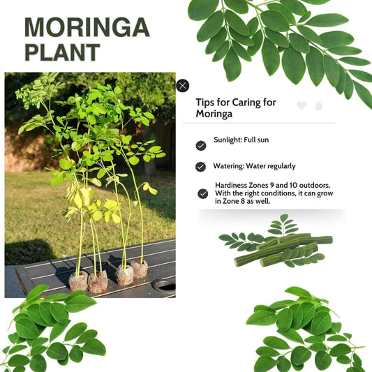 1 Moringa Tree Live Plant, Malunggay Plants Live, Drumstick Tree, Horseradish Herb Moringa Plants, 4 Inc Pot Size