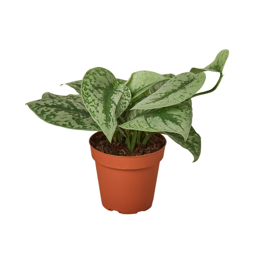 Scindapsus Pictus 'Exotica' | Live Plant for Indoor & Outdoor | for Living Room, Office, Bathroom | (6" Pot)