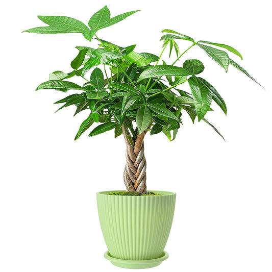 Live Plants Money Tree in 4" Green Plastic Pot, Easy to Grow Houseplant, Indoor Bonsai, Home Office Decor, Birthday Housewarming Gift