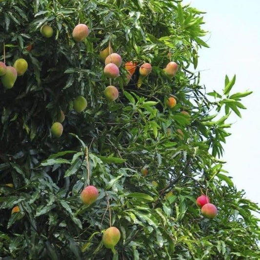 Grafted Mango Tree Live Plant 2-3ft 3 Gallon, Live Tropical Fruit Plant, Sweet Mango Variety for Outdoor Garden, No Ship to CA
