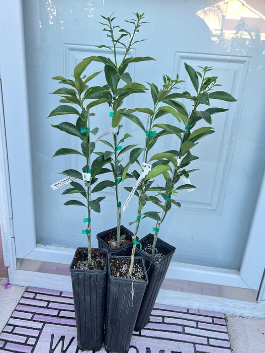 Live Plant - Fukushu Kumquat Tree - Semi-Dwarf - 24-36" Tall - Live Citrus Plant - Gallon Pot