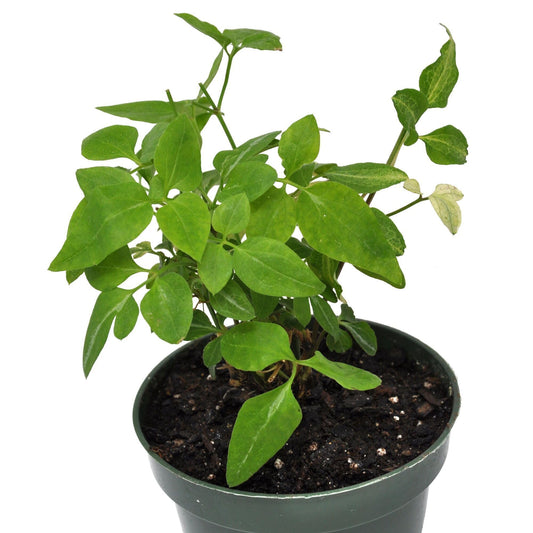 Clematis terniflora 'Paniculata', Sweet Autumn Clematis, Flowering Plant, Climbing Vine that is a Prolific Bloomer in Late Summer Until Autumn, Container Size: 4.5"