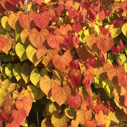 Flame Thrower Redbud (Cericis) Flowering Tree - Bring Color to Your Yard All Spring and Summer Long - Includes one Bare Root Tree per Offer