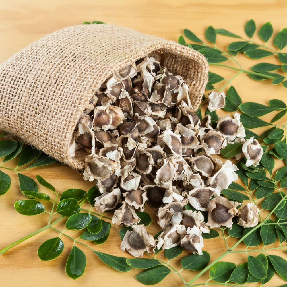 Moringa Plant Live, Moringa Oleifera Live Plant 4” Potted, Fast-Growing Tree for Indoor Outdoor Gardens