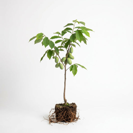 Paw Paw Tree Live Plant 6–12″ Tall, Hardy Paw Paw Plant, Sweet Pawpaw Tree for Outdoor or Container Growing