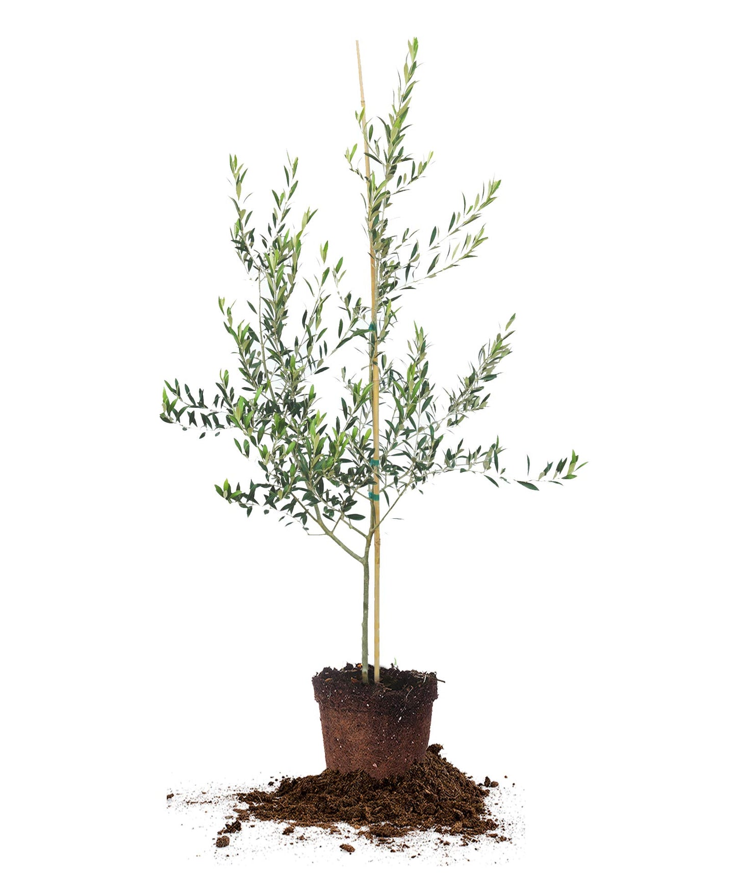 Arbequina Olive Tree - Live Plant, Includes Special Blend Fertilizer & Planting Guide