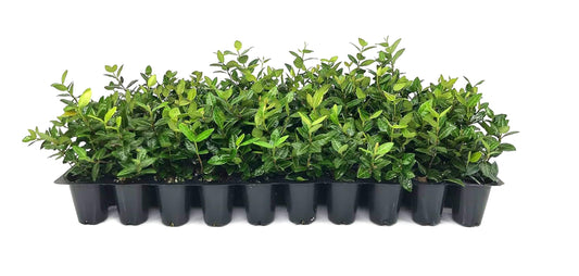 Asiatic Jasmine Minima | 60 Live Plants | Trachelospermum Asiaticum | Ground Cover, Fast Growing, Low Maintenance Evergreen, Cold Hardy, Drought Tolerant, Dense Growth, Landscaping
