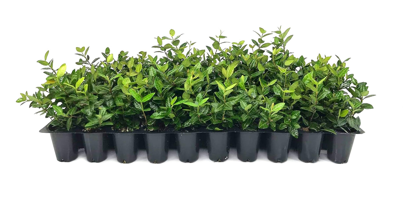 Asiatic Jasmine Minima | 30 Live Plants | Trachelospermum Asiaticum | Ground Cover, Fast Growing, Low Maintenance Evergreen, Cold Hardy, Drought Tolerant, Dense Growth, Landscaping