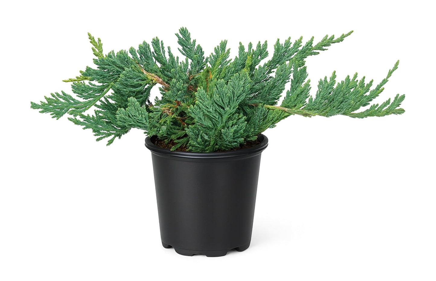 Blue Rug Juniper Wiltonii | 25 Live 4 Inch Plants | Juniperus Horizontalis | Creeping Ground Cover, Low Maintenance Shrub, Drought Tolerant, Evergreen Foliage, Fast Growing, Erosion Control