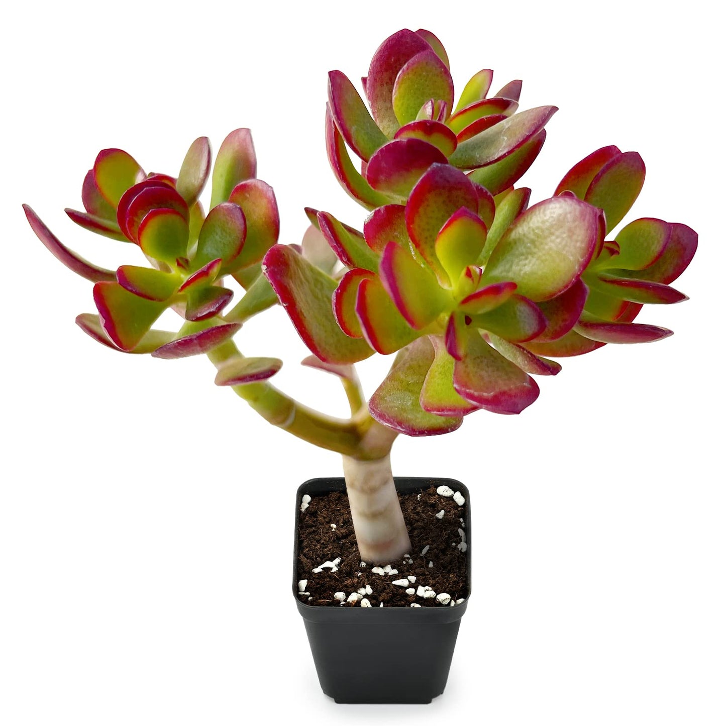 Sprout N Green Jade Succulent Collection, 4 Live Succulent Plant Fully Rooted in 2inch Starter Pot, Home Office Indoor Outdoor Wedding Decoration DIY Projects Party Favor