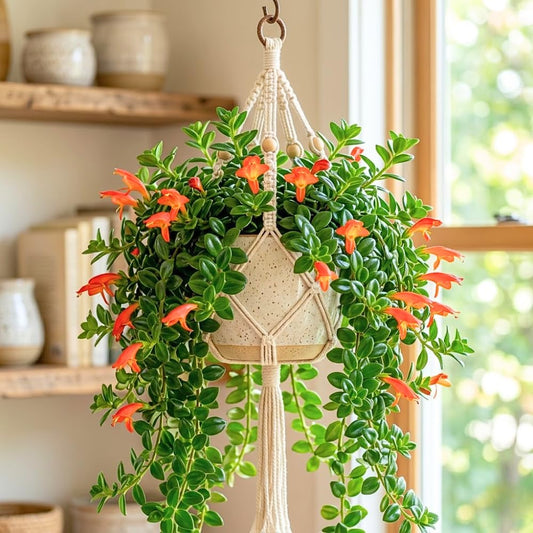 Goldfish Plants Live Houseplants, 4-7 Inches Tall in 4 Inch Pot, Trailing Goldfish Plant Live, Bright Orange Flowers Indoor Plant for Home Decor