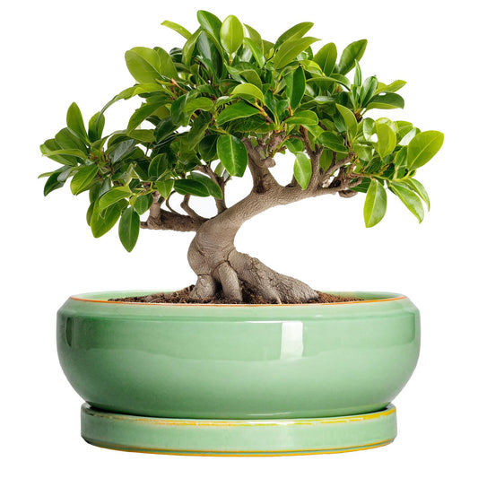 EPFamily 10 Inch Bonsai Tree Pots - Ceramic Succulent Pots with Drainage Hole and Tray, Shallow Planter for Indoor Outdoor Plants, Round Planters, House Decor, Gifts for Plant Lovers, Light Green