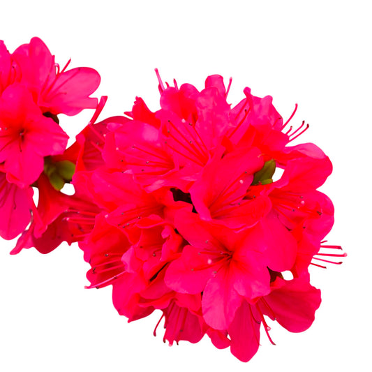 Hino-Crimson Hybrid Azalea – Compact Evergreen Shrub with Bright Crimson Spring Blooms for Borders, Walkways & Landscaped Gardens (1 Gallon/Potted/Single Plant)