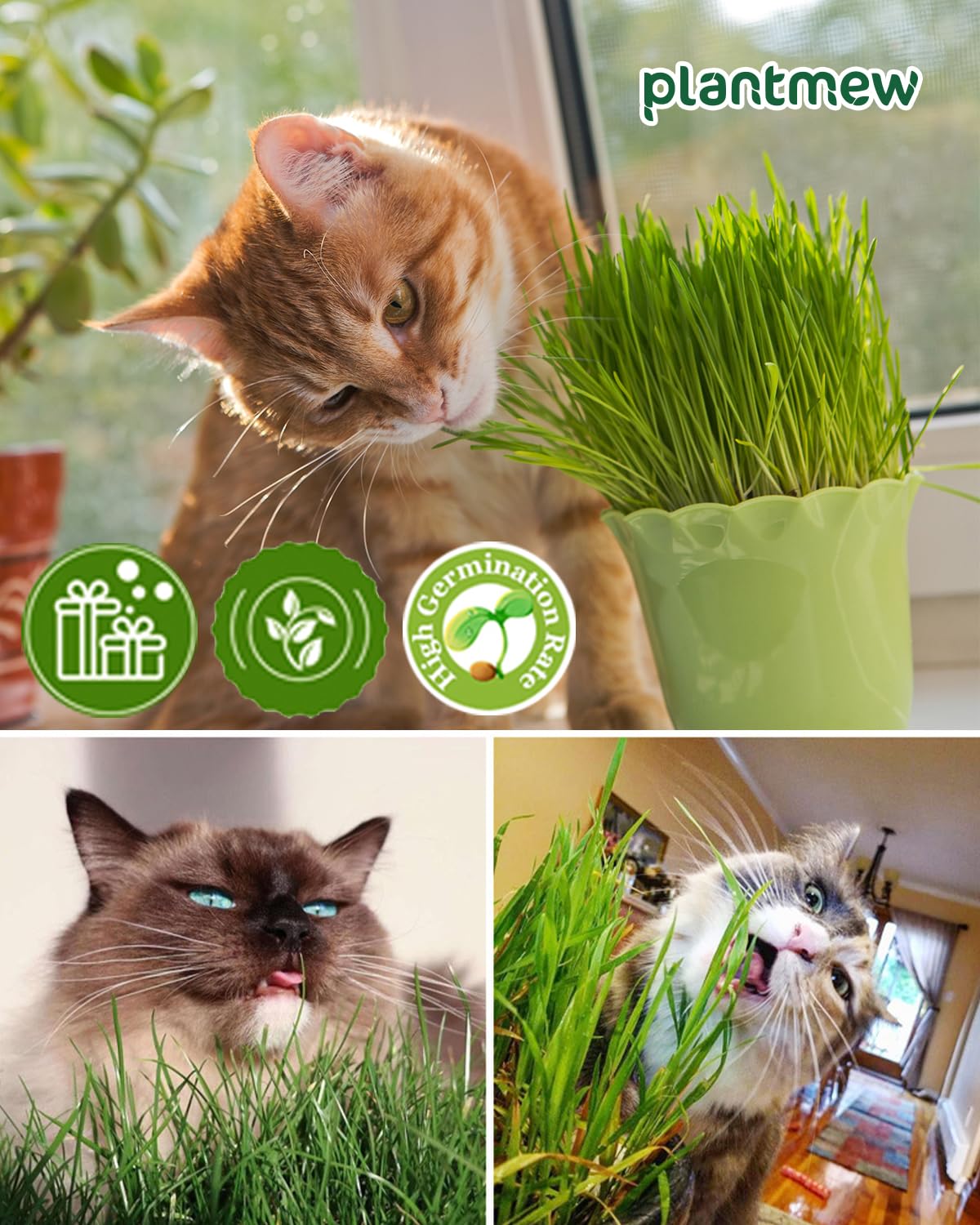 Cat Grass Growing Kit for Indoor Cats – Fast Growing (3-7 Days Harvest), Wheat Seeds, BPA-Free Planter & Soil – Helps Hairball Control, Digestion & Fresh Breath – Green Fresh (3 Pack)