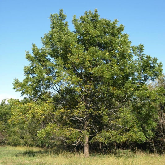 Live Black Walnut Tree, 4-Inch Potted, Cold Hardy Shade Tree for Yard or Garden, 6-12 Inch Tall